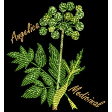 SIGRUNS ANGELICA PLANT