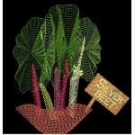 FARMERS MARKET SILVER BEET