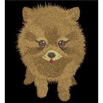 POM PUP