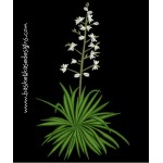 YUCCA